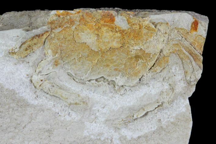 Fossil Pea Crab (Pinnixa) From California - Miocene #85286